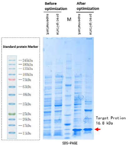 SDS-PAGE: 16.8 kDa target protein before and after codon optimization