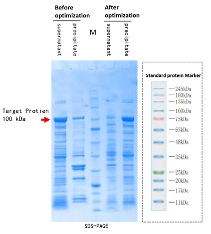 SDS-PAGE: 100 kDa target protein before and after codon optimization