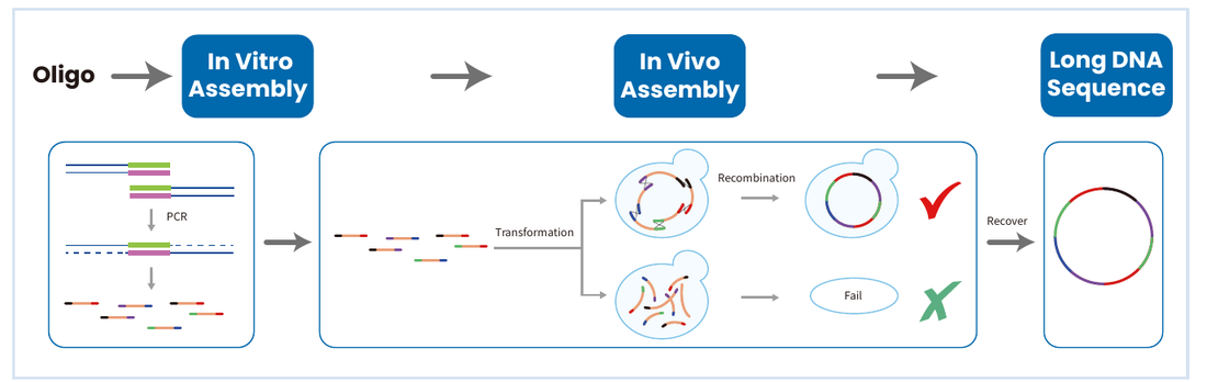 Long fragment and genome synthesis based on the Saccharomyces cerevisiae system: oligo, in vitro assembly, in vivo assembly, long DNA sequence