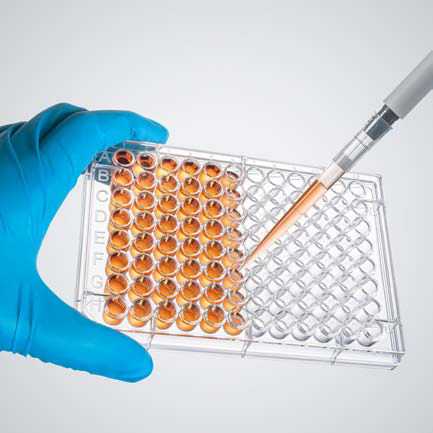 Cell culture plates – 96-well plate in use (photo)
