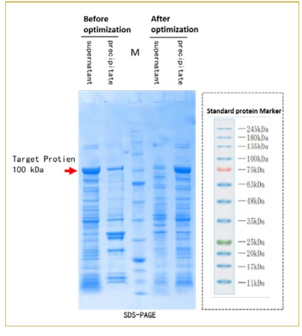 SDS-PAGE – target protein 100 kDa before and after codon optimization