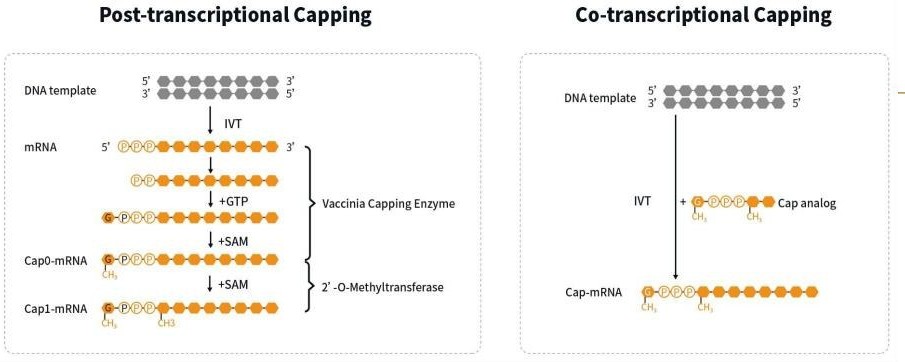 Post-transcriptional capping and co-transcriptional capping