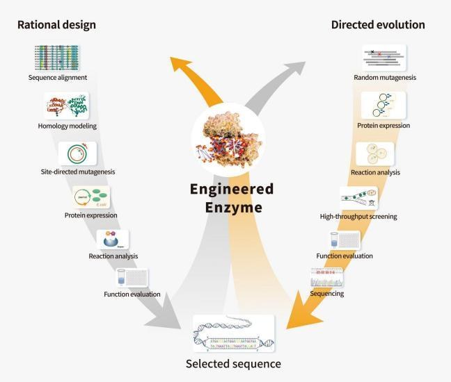 Rational design and directed evolution workflow for engineered enzymes